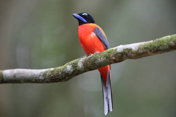 istock Scarlet-rumped trogon (Harpactes duvaucelii) in Sabah, Borneo 1004662632