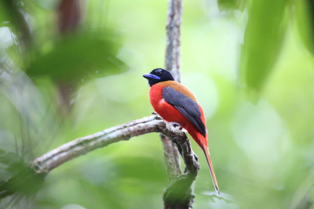 istock Scarlet-rumped trogon (Harpactes duvaucelii) in Sabah, Borneo 1004662656