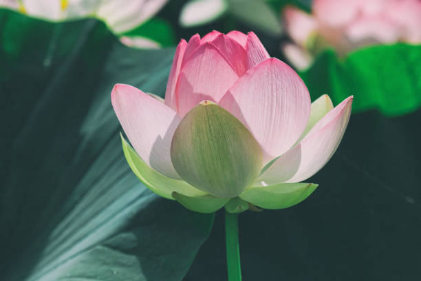 4,735 Lotus Flower With Bee Stock Photos, Pictures & Royalty-Free Images -  iStock