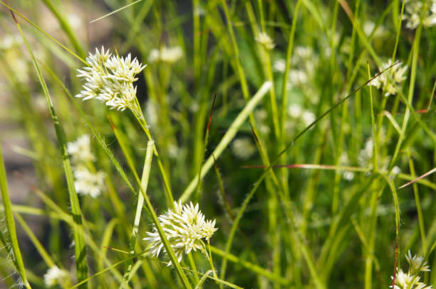 istock Luzula nivea or snow-white wood-rush green plant 1004675744