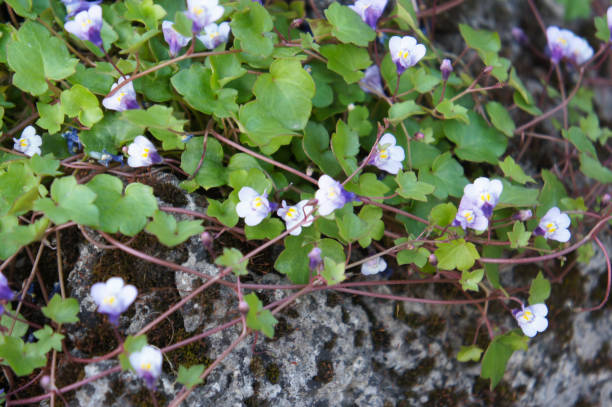 Cymbalaria muralis or ivy-leaved toadflax green foliage with violet white flowers Cymbalaria muralis or ivy-leaved toadflax green foliage with violet white flowers linaria cymbalaria stock pictures, royalty-free photos & images