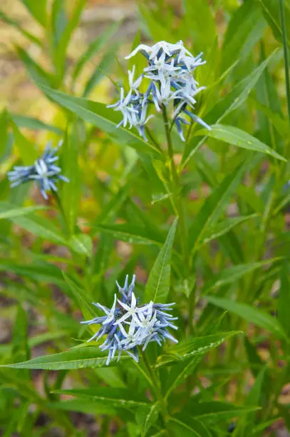 Amsonia orientalis or european bluestar blue flowers