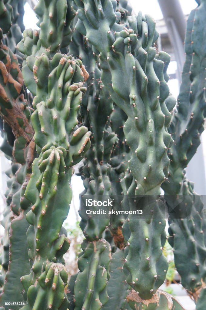 Cereus uruguayanus or columnar cactus green plant Abstract Stock Photo