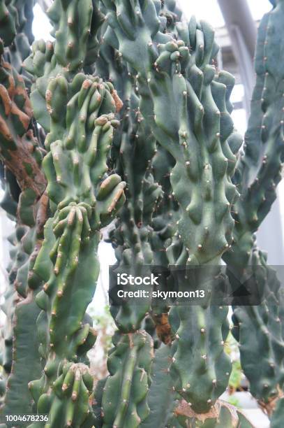 Cereus Uruguayanus Or Columnar Cactus Green Plant Stock Photo - Download Image Now - Abstract, Botany, Bright