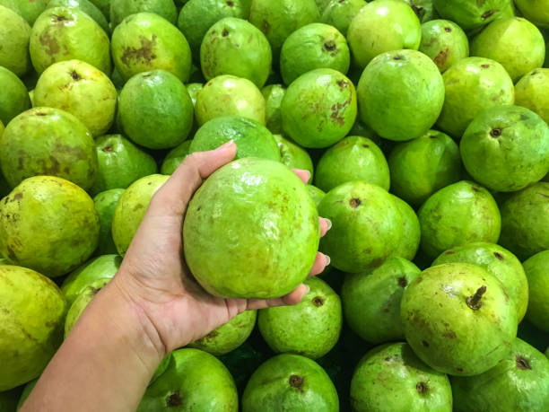 Females hand holding fresh picked guava