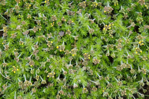 Azorella trifurcata green plant with yellow flowers buds