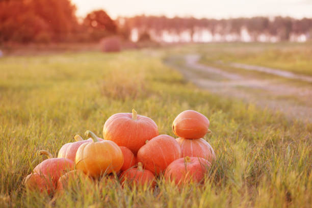istock orange pumpkins on grass at sunset 1004681234