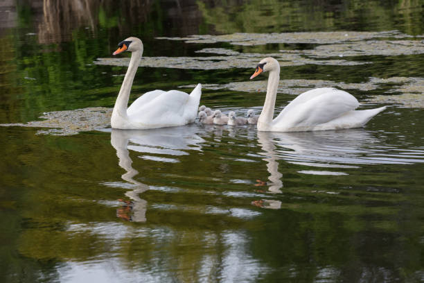 istock Mute swan baby 1004681494