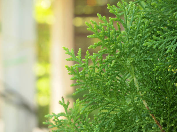 istock green leaf of pine tree 1004681560