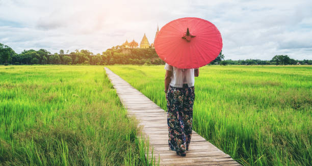 Woman traveller hiking Asian rice field landscape. Woman traveller hiking in Asian rice field landscape. Backpacking vacation in spring season. thailand rice field stock pictures, royalty-free photos & images