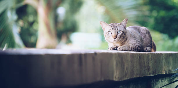 istock Cat on the house wall looking at camera 1004681914
