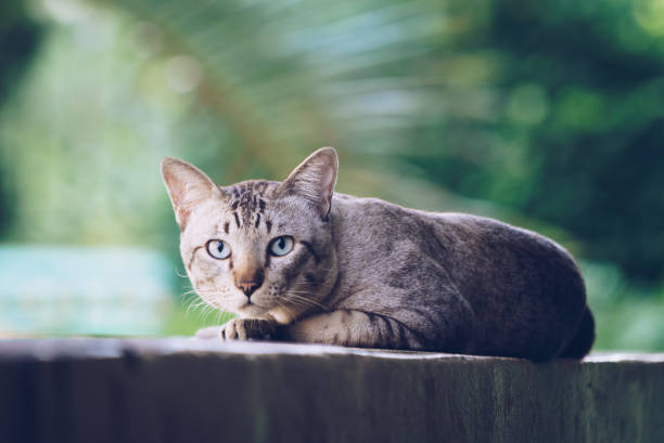 istock Cat on the house wall looking at camera 1004682214
