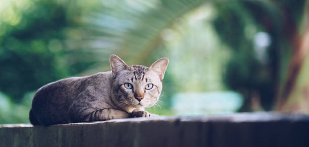 Cat on the house wall looking at camera