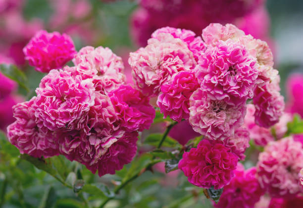 istock Bush of beautiful pink roses. Flover 1004688622