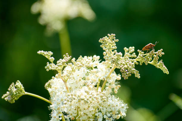 istock flying orange bug on the bush leaves 1004697538