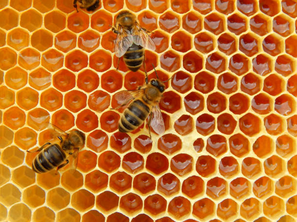 istock bee on honeycombs with honey slices nectar into cells 1004703482