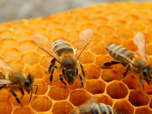 istock bee on honeycombs with honey slices nectar into cells 1004703496
