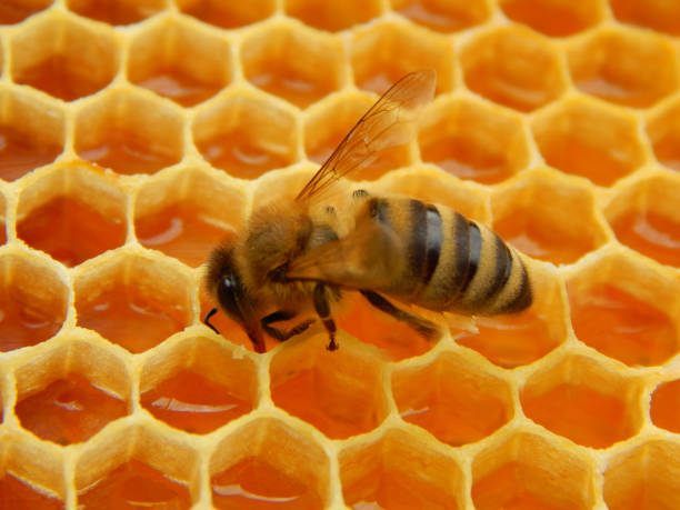 istock bee on honeycombs with honey slices nectar into cells 1004703508