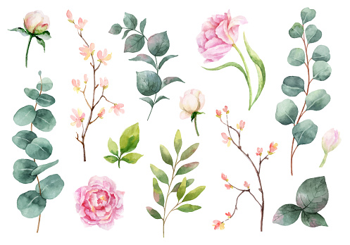 Watercolor vector hand painting set of peony flowers and green leaves. Spring or summer flowers for invitation, wedding or greeting cards.