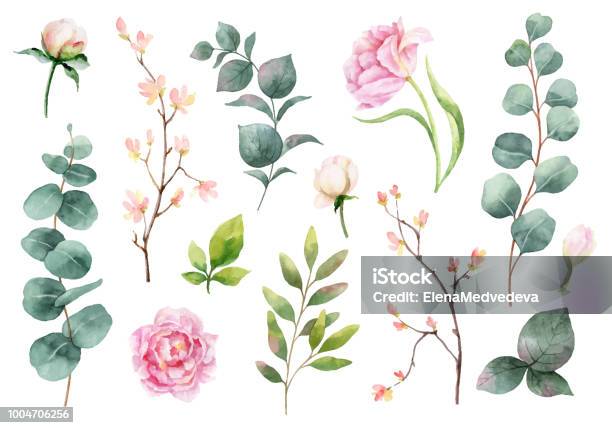 Watercolor Vector Hand Painting Set Of Peony Flowers And Green Leaves Stock Illustration - Download Image Now