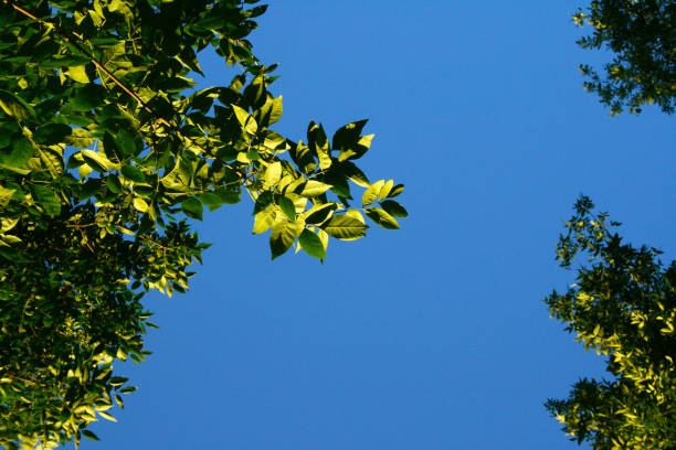 Green summer foliage in the park and blue sky