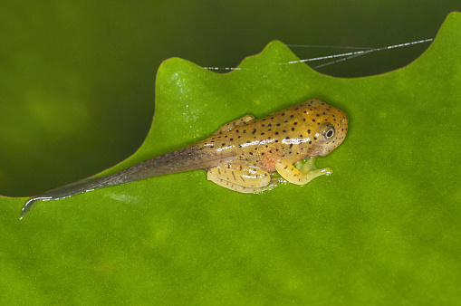 Tadpole, Malabar gliding frog (Rhacophorus malabaricus), India