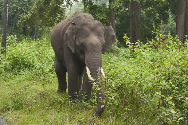 istock Asian or Asiatic elephant (Elephas maximus) male.,  India 1004714826