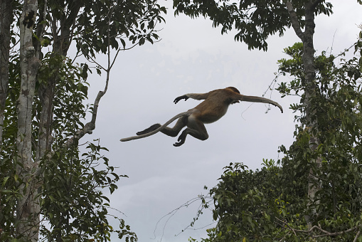 A leap of proboscis monkey (Nasalis larvatus) or long-nosed monkey, Indonesia. It is known as the bekantan in Indonesia, is a reddish-brown arboreal Old World monkey that is endemic to the southeast Asian island of Borneo. The proboscis monkey is assessed as endangered in the IUCN Red List of Threatened Species.