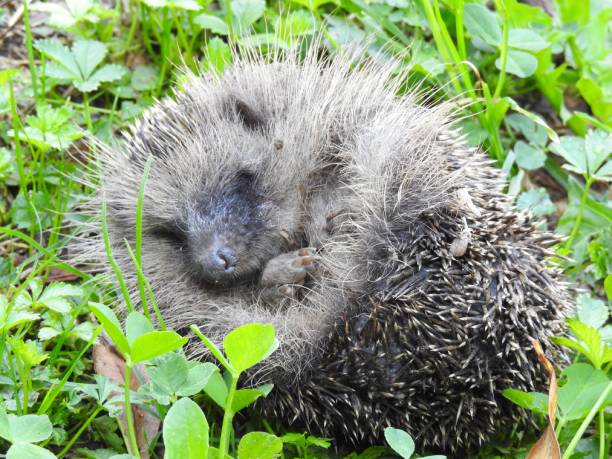 Erinaceus europaeus
