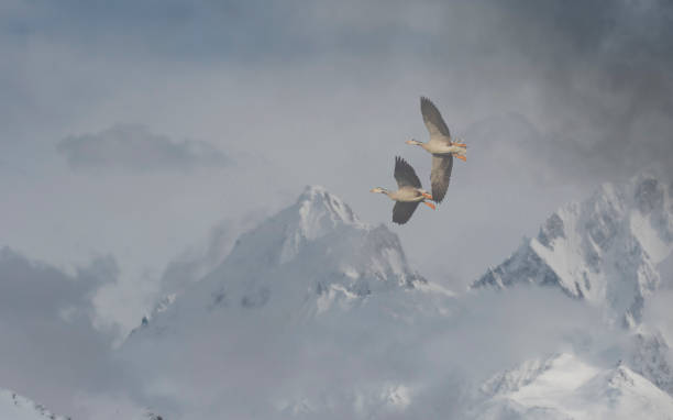 Bar Headed Goose Flying over himalaya Mountain range stock photo