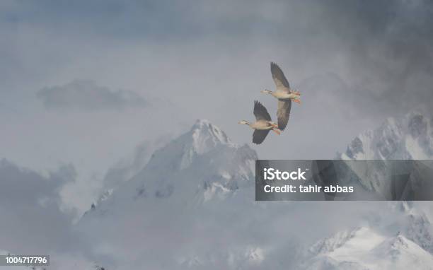Bar Headed Goose Flying Over Himalaya Mountain Range Stock Photo - Download Image Now