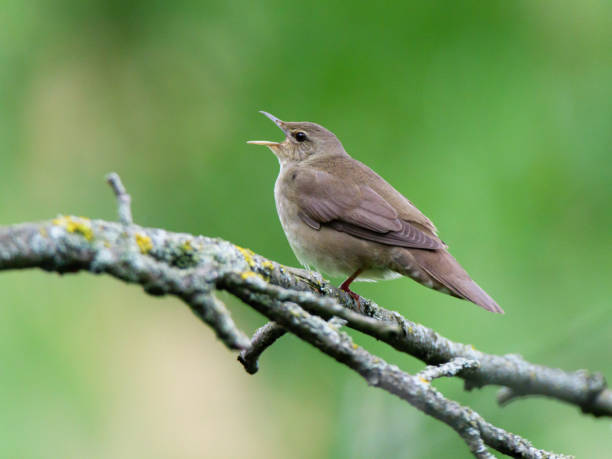 warbler (locustella fluviatilis) - bird warbler birdsong singing foto e immagini stock