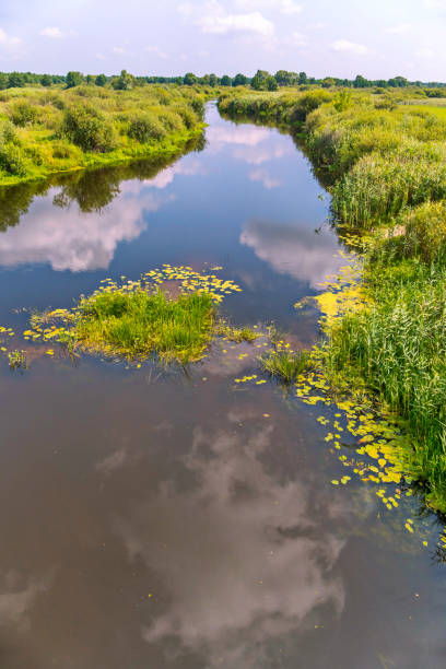 istock A small river bay with a huge number of different green plants 1004731706