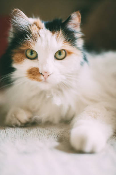 istock portrait of a cat 1004735026