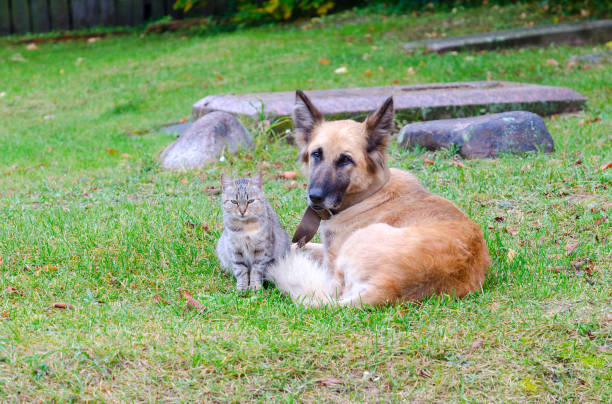 amicizia di gatto e cane senza tetto - equanimity foto e immagini stock