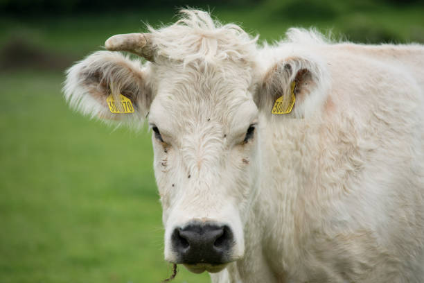 istock Portrait of a Bull 1004753142