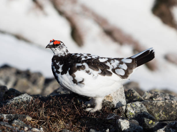 istock Rock ptarmigan male 1004753280