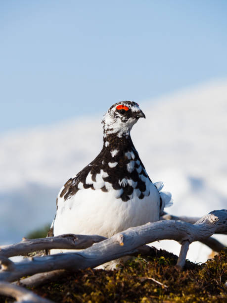 istock Rock ptarmigan male 1004753282