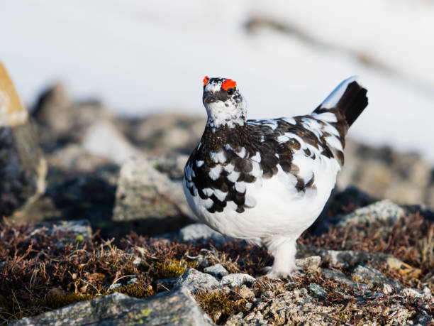 istock Rock ptarmigan male 1004753284