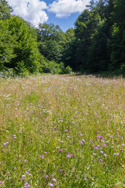 istock a magnificent forest glade overgrown with meadow flowers 1004753428