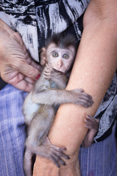 istock Baby monkey is huging human 's arm. 1004753932
