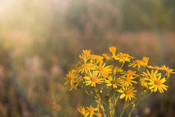 istock Field camomiles.Wildflowers.Morning. 1004771520