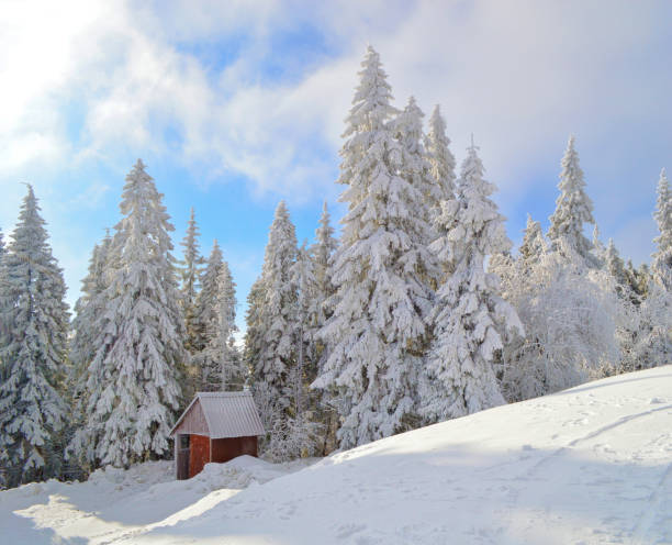 istock Hut among spruce trees densely covered with snow 1004771546