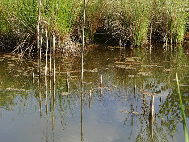 istock On the banks of the pond 1004775104