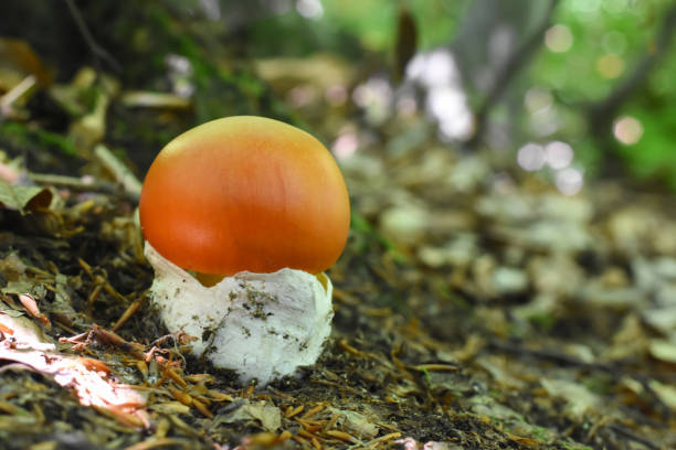 seta de caesar (amanita caesarea) crece en musgo en el bosque - cherchell fotografías e imágenes de stock