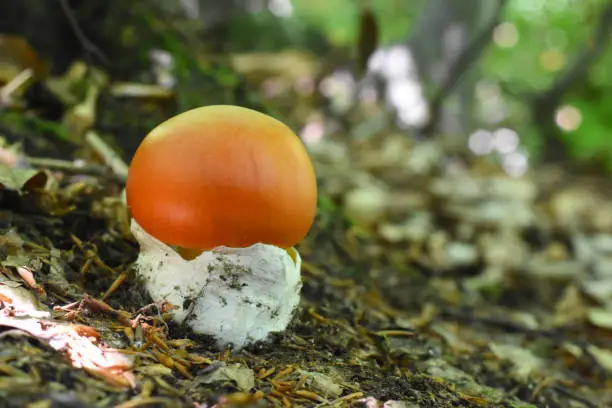 Most delicious mushroom in the world