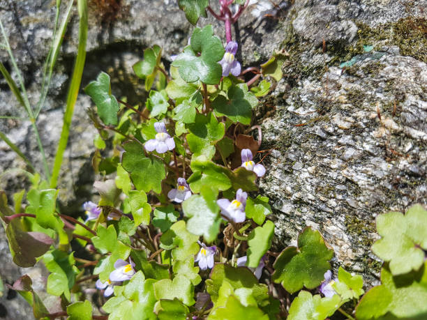 Ivy-leaved toadflax, Kenilworth ivy or pennywort Ivy-leaved toadflax, Kenilworth ivy or pennywort, Cymbalaria muralis, growing on walls of Galicia linaria cymbalaria stock pictures, royalty-free photos & images