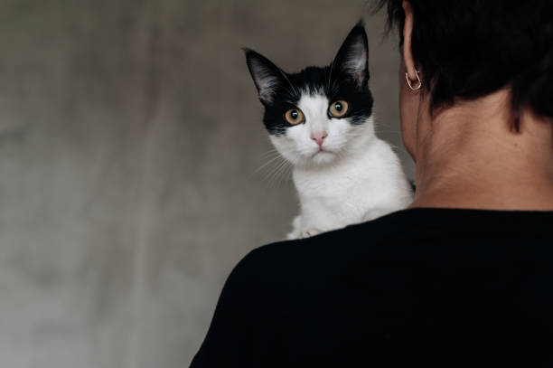 istock Portrait of a kitten at grey blurred background 1004778440