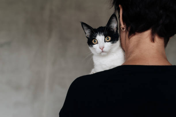 istock Portrait of a kitten at grey blurred background 1004778460