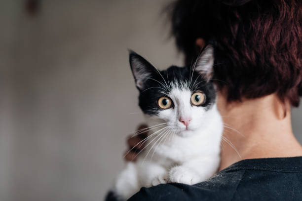 istock Portrait of a kitten at grey blurred background 1004778562